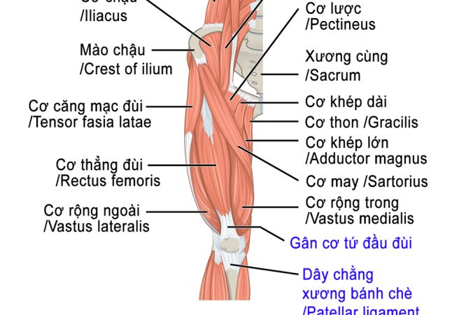 Heco_duitruoc