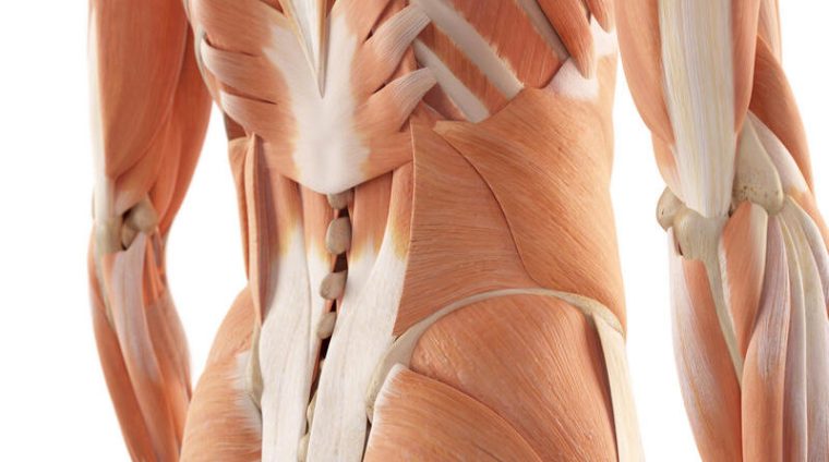 Muscles-of-the-back-of-the-body-2