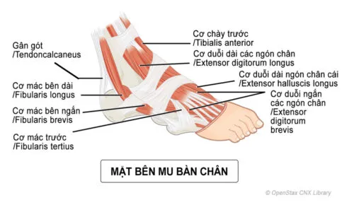 Cơ vùng bàn chân