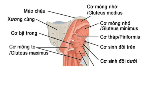 Cơ vùng mông